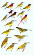 A Field Guide to the Birds of Thailand, Robson, C. 2016